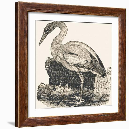 Crane, 1850 (Engraving)-Louis Simon (1810-1870) Lassalle-Framed Giclee Print