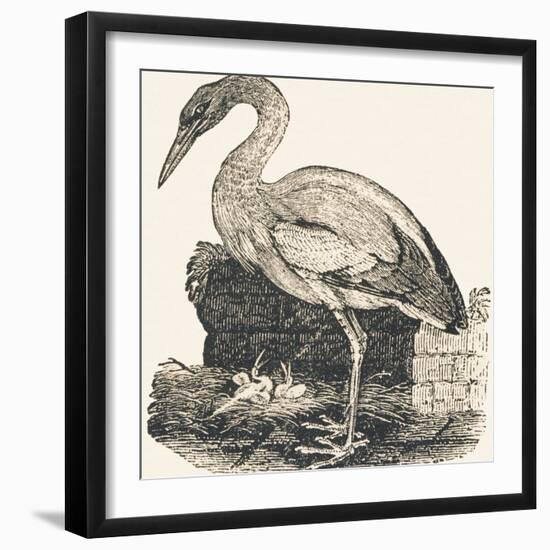 Crane, 1850 (Engraving)-Louis Simon (1810-1870) Lassalle-Framed Giclee Print