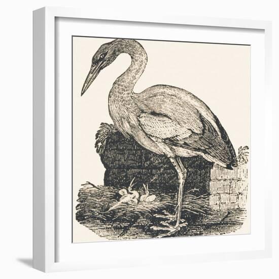 Crane, 1850 (Engraving)-Louis Simon (1810-1870) Lassalle-Framed Giclee Print