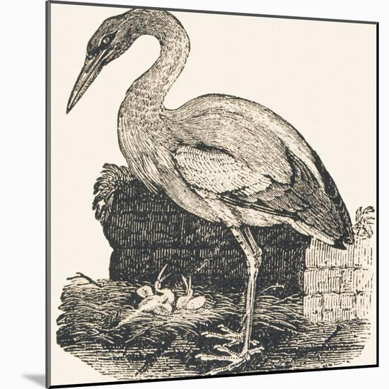 Crane, 1850 (Engraving)-Louis Simon (1810-1870) Lassalle-Mounted Giclee Print