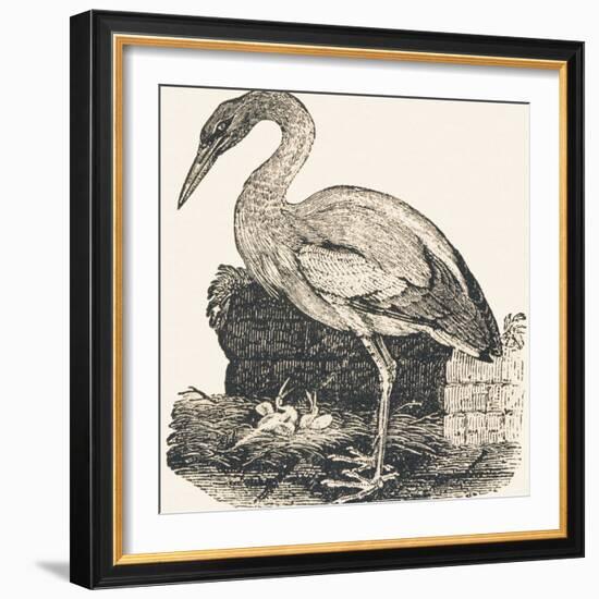 Crane, 1850 (Engraving)-Louis Simon (1810-1870) Lassalle-Framed Giclee Print