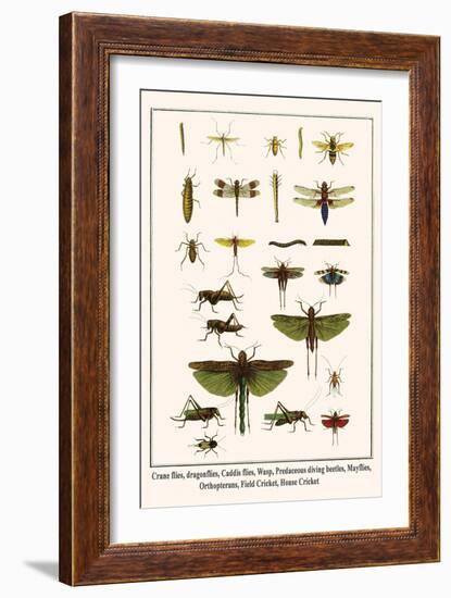 Crane Flies, Dragonflies, Caddis Flies, Wasp, Predaceous Diving Beetles, Mayflies, etc.-Albertus Seba-Framed Premium Giclee Print