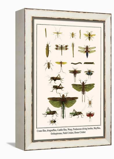 Crane Flies, Dragonflies, Caddis Flies, Wasp, Predaceous Diving Beetles, Mayflies, etc.-Albertus Seba-Framed Stretched Canvas