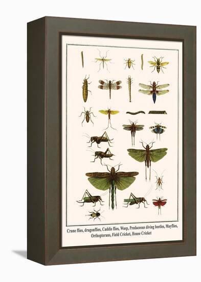 Crane Flies, Dragonflies, Caddis Flies, Wasp, Predaceous Diving Beetles, Mayflies, etc.-Albertus Seba-Framed Stretched Canvas