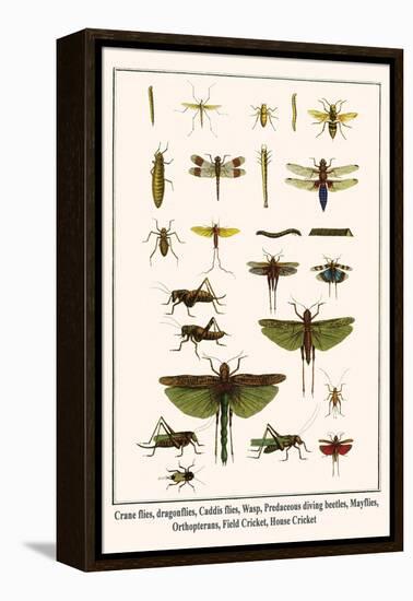 Crane Flies, Dragonflies, Caddis Flies, Wasp, Predaceous Diving Beetles, Mayflies, etc.-Albertus Seba-Framed Stretched Canvas