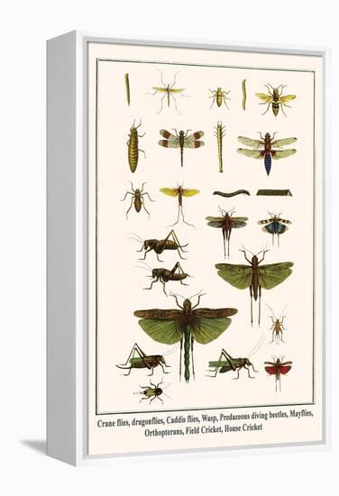 Crane Flies, Dragonflies, Caddis Flies, Wasp, Predaceous Diving Beetles, Mayflies, etc.-Albertus Seba-Framed Stretched Canvas