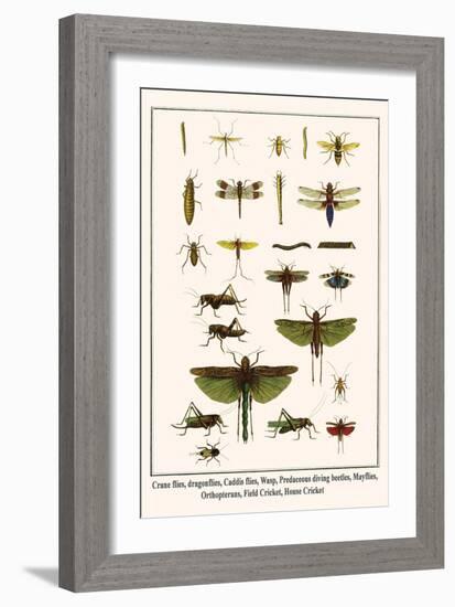 Crane Flies, Dragonflies, Caddis Flies, Wasp, Predaceous Diving Beetles, Mayflies, etc.-Albertus Seba-Framed Art Print