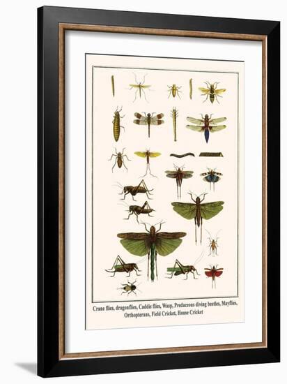 Crane Flies, Dragonflies, Caddis Flies, Wasp, Predaceous Diving Beetles, Mayflies, etc.-Albertus Seba-Framed Art Print