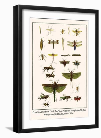 Crane Flies, Dragonflies, Caddis Flies, Wasp, Predaceous Diving Beetles, Mayflies, etc.-Albertus Seba-Framed Art Print