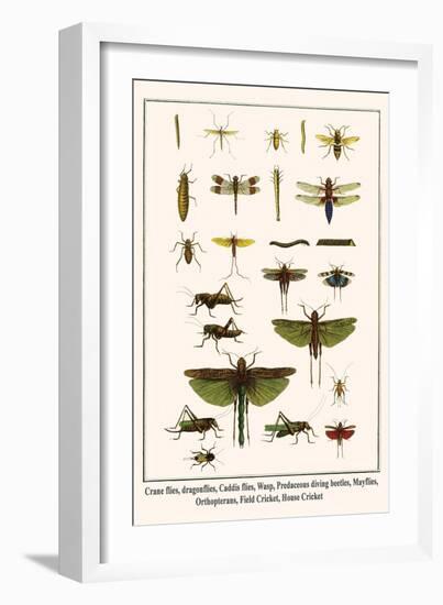 Crane Flies, Dragonflies, Caddis Flies, Wasp, Predaceous Diving Beetles, Mayflies, etc.-Albertus Seba-Framed Art Print