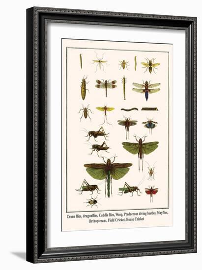 Crane Flies, Dragonflies, Caddis Flies, Wasp, Predaceous Diving Beetles, Mayflies, etc.-Albertus Seba-Framed Art Print