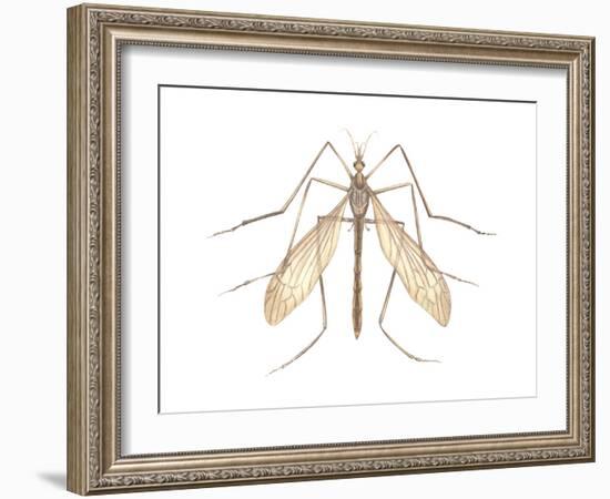 Crane Fly (Tipula Trivittata), Insects-Encyclopaedia Britannica-Framed Art Print