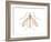 Crane Fly (Tipula Trivittata), Insects-Encyclopaedia Britannica-Framed Art Print