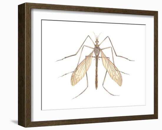 Crane Fly (Tipula Trivittata), Insects-Encyclopaedia Britannica-Framed Art Print