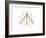 Crane Fly (Tipula Trivittata), Insects-Encyclopaedia Britannica-Framed Art Print