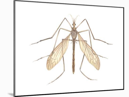 Crane Fly (Tipula Trivittata), Insects-Encyclopaedia Britannica-Mounted Art Print