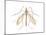 Crane Fly (Tipula Trivittata), Insects-Encyclopaedia Britannica-Mounted Art Print