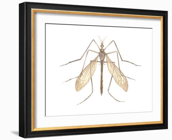 Crane Fly (Tipula Trivittata), Insects-Encyclopaedia Britannica-Framed Art Print