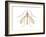 Crane Fly (Tipula Trivittata), Insects-Encyclopaedia Britannica-Framed Art Print