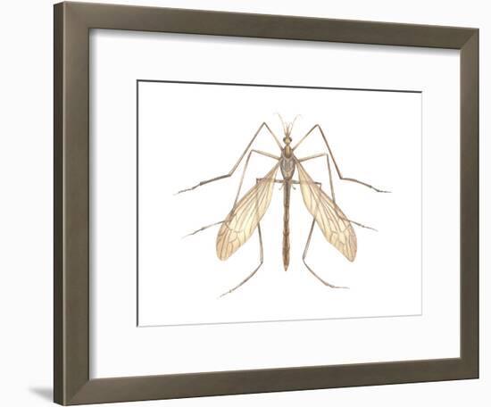 Crane Fly (Tipula Trivittata), Insects-Encyclopaedia Britannica-Framed Art Print