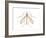 Crane Fly (Tipula Trivittata), Insects-Encyclopaedia Britannica-Framed Art Print