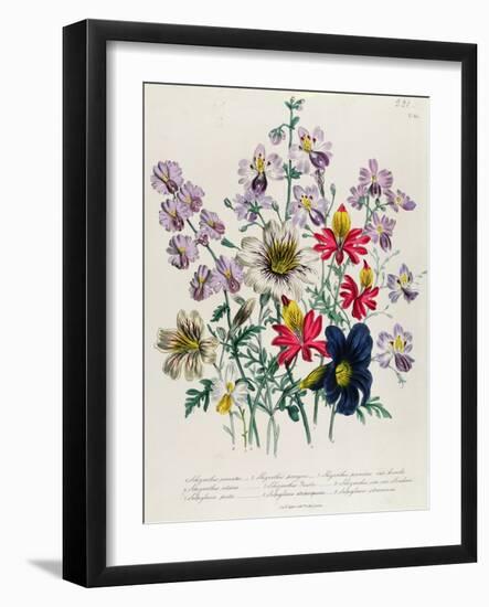 Crane's Bill, Plate 42 from 'The Ladies' Flower Garden', Published 1842-Jane Loudon-Framed Giclee Print