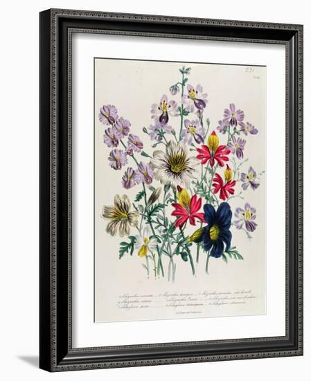 Crane's Bill, Plate 42 from 'The Ladies' Flower Garden', Published 1842-Jane Loudon-Framed Giclee Print