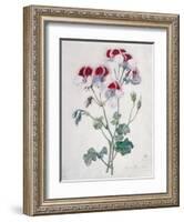 Crane's Bill-Marie-Anne-Framed Giclee Print