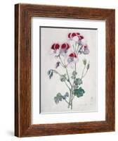 Crane's Bill-Marie-Anne-Framed Giclee Print