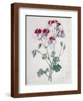 Crane's Bill-Marie-Anne-Framed Giclee Print