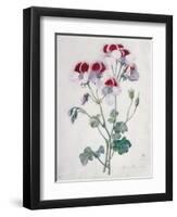 Crane's Bill-Marie-Anne-Framed Giclee Print