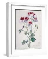 Crane's Bill-Marie-Anne-Framed Giclee Print