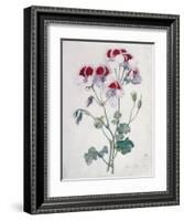 Crane's Bill-Marie-Anne-Framed Giclee Print