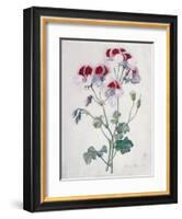 Crane's Bill-Marie-Anne-Framed Giclee Print