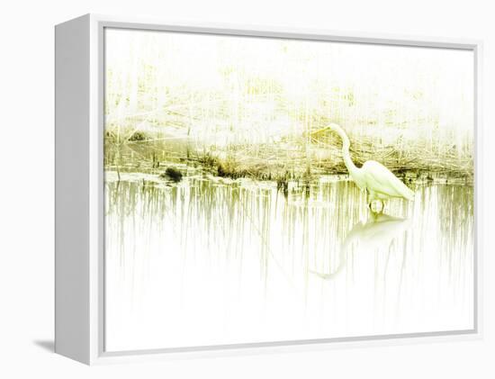 Crane Standing in Shallow Waters-Jan Lakey-Framed Premier Image Canvas