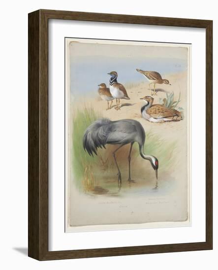 Crane, Stone Curlew and Bustards, C.1915 (W/C & Bodycolour over Pencil on Paper)-Archibald Thorburn-Framed Giclee Print