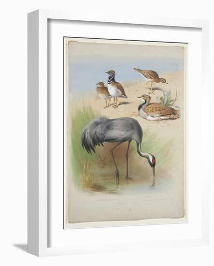 Crane, Stone Curlew and Bustards, C.1915 (W/C & Bodycolour over Pencil on Paper)-Archibald Thorburn-Framed Giclee Print