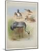 Crane, Stone Curlew and Bustards, C.1915 (W/C & Bodycolour over Pencil on Paper)-Archibald Thorburn-Mounted Giclee Print