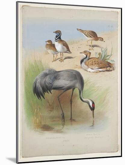 Crane, Stone Curlew and Bustards, C.1915 (W/C & Bodycolour over Pencil on Paper)-Archibald Thorburn-Mounted Giclee Print