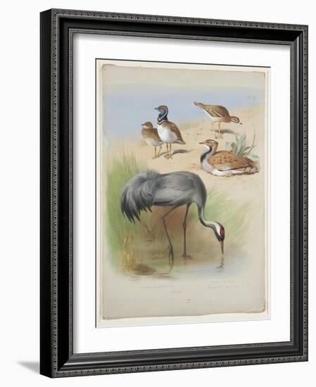 Crane, Stone Curlew and Bustards, C.1915 (W/C & Bodycolour over Pencil on Paper)-Archibald Thorburn-Framed Giclee Print