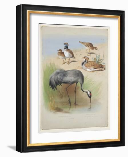 Crane, Stone Curlew and Bustards, C.1915 (W/C & Bodycolour over Pencil on Paper)-Archibald Thorburn-Framed Giclee Print