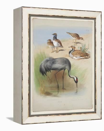 Crane, Stone Curlew and Bustards, C.1915 (W/C & Bodycolour over Pencil on Paper)-Archibald Thorburn-Framed Premier Image Canvas