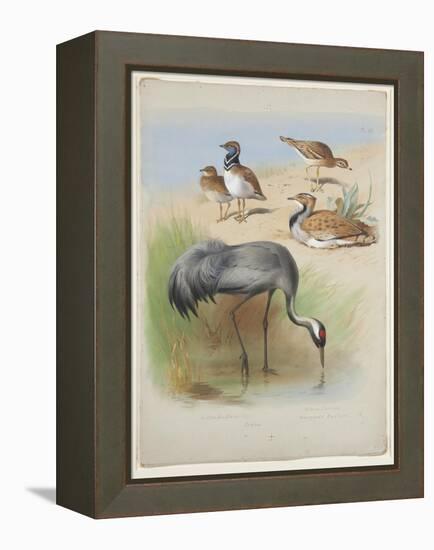 Crane, Stone Curlew and Bustards, C.1915 (W/C & Bodycolour over Pencil on Paper)-Archibald Thorburn-Framed Premier Image Canvas