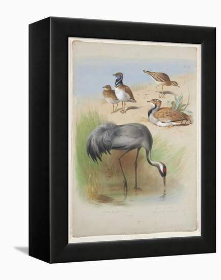 Crane, Stone Curlew and Bustards, C.1915 (W/C & Bodycolour over Pencil on Paper)-Archibald Thorburn-Framed Premier Image Canvas