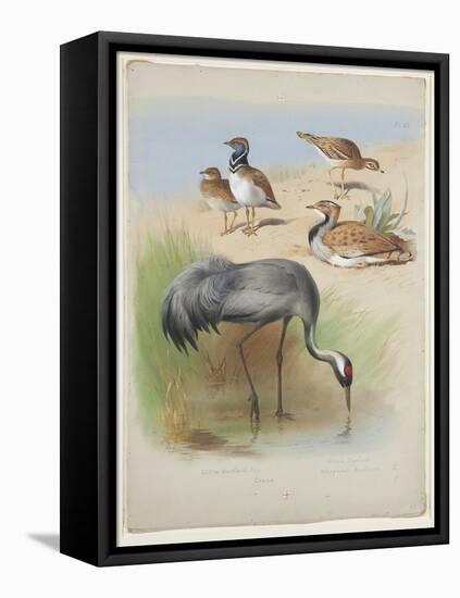 Crane, Stone Curlew and Bustards, C.1915 (W/C & Bodycolour over Pencil on Paper)-Archibald Thorburn-Framed Premier Image Canvas