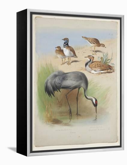 Crane, Stone Curlew and Bustards, C.1915 (W/C & Bodycolour over Pencil on Paper)-Archibald Thorburn-Framed Premier Image Canvas