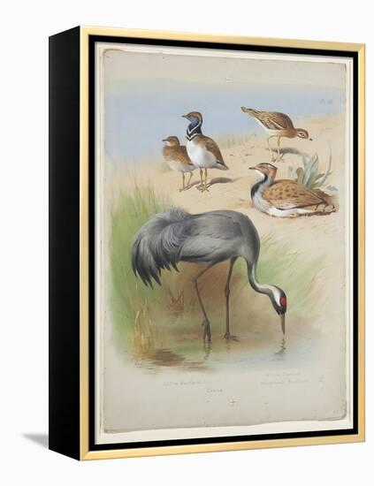 Crane, Stone Curlew and Bustards, C.1915 (W/C & Bodycolour over Pencil on Paper)-Archibald Thorburn-Framed Premier Image Canvas