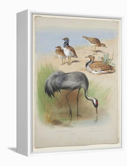 Crane, Stone Curlew and Bustards, C.1915 (W/C & Bodycolour over Pencil on Paper)-Archibald Thorburn-Framed Premier Image Canvas