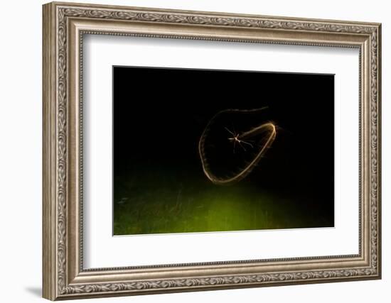 Cranefly flight trail over meadow in old quarry, England-Neil Aldridge-Framed Photographic Print