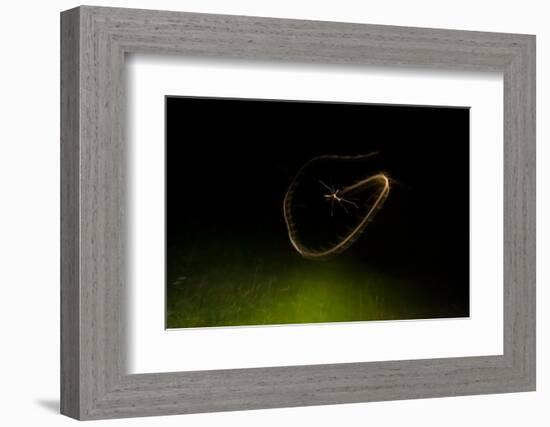 Cranefly flight trail over meadow in old quarry, England-Neil Aldridge-Framed Photographic Print